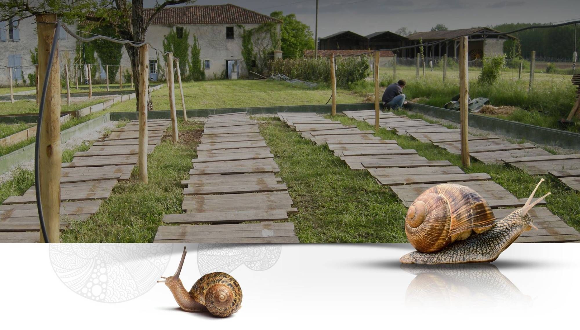 La Cagouille Charentaise